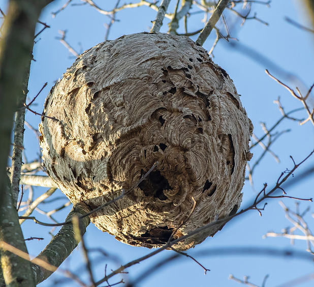 Asiatische Hornisse Nest abc Schädlingsbekämpfung